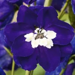 Дельфиниум Magic Fountains Dark Blue White Bee фото