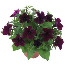 Петуния Fortunia Burgundy фото