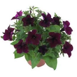 Петуния Fortunia Burgundy фото