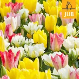 Микс ландшафтный Fosteriana Beauties (Брендовые луковицы Jub Holland) фото