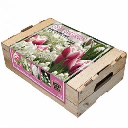 Комплект луковиц Fragrant Garden (Брендовые луковицы KAPITEYN®) фото