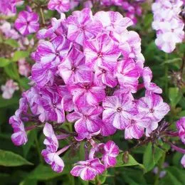 Флокс Freckle Purple Shades фото