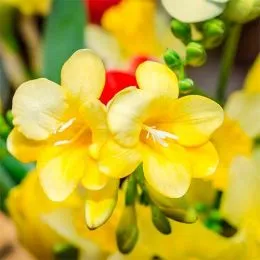 Фрезия Single Yellow фото
