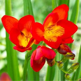 Фрезия Single Red фото