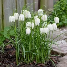Фритиллярия Meleagris Alba фото