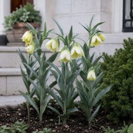 Фритиллярия Pallidiflora фото