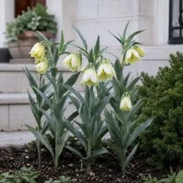 Фритиллярия Pallidiflora фото