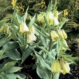 Фритиллярия Pallidiflora фото