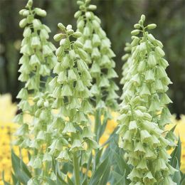 Фритиллярия Persica Alba фото