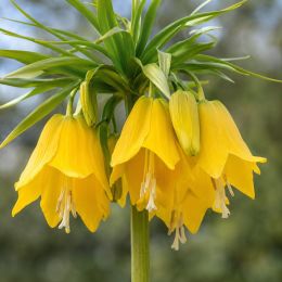Фритиллярия Imperialis Lutea фото