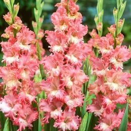 Гладиолус Frizzled Coral Lace фото