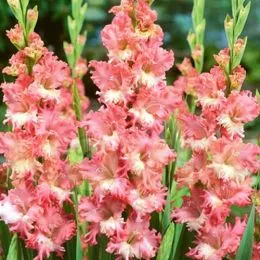 Гладиолус Frizzled Coral Lace фото