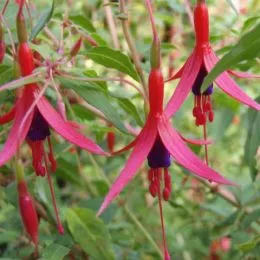 Фуксия Gracilis фото