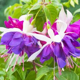 Фуксия Deep Purple фото
