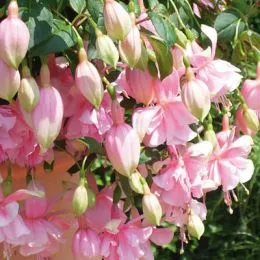 Фуксия Pink Galore фото