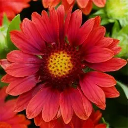 Гайлардия Mesa Red фото