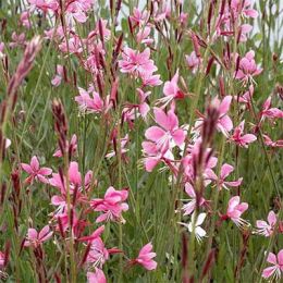 Гаура Siskyou Pink фото
