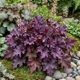 Гейхера Purple Petticoats фото