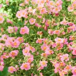 Гелиантемум Lawrenson's Pink фото
