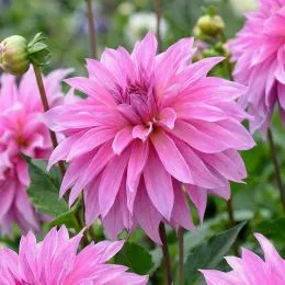 Георгина Babylon Rose фото