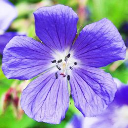 Герань Johnson's Blue фото