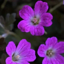 Герань Orkney Cherry фото