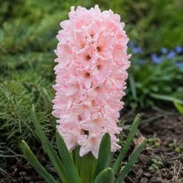 Гиацинт China Pink фото