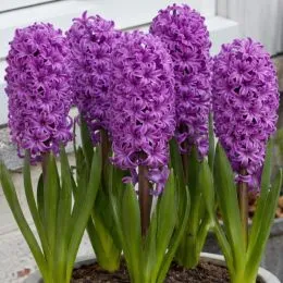 Гиацинт Purple Sensation фото