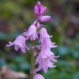 Гиацинтоидес Hispanica Pink фото