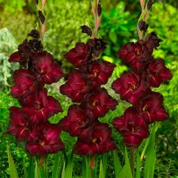 Гладиолус Black Surprise фото