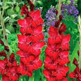 Гладиолус Baccara фото