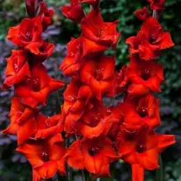Гладиолус Brown Sugar фото