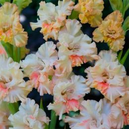 Гладиолус Crispy Ruffle фото