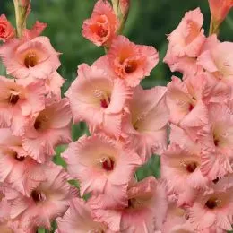 Гладиолус Georgia Peach фото