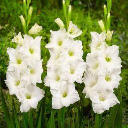 Гладиолус Ivory Priscilla фото