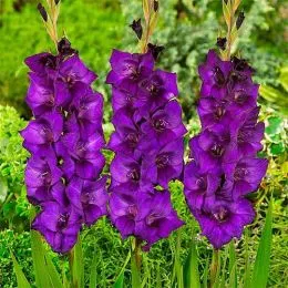 Гладиолус Purple Flora 50 шт/уп фото