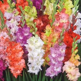 Гладиолус Ruffled Mix фото