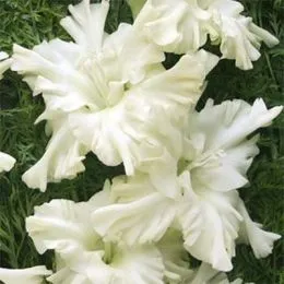 Гладиолус Snowy Ruffle фото