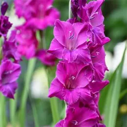 Гладиолус Sugar Plum фото