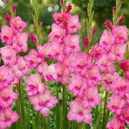 Гладиолус Summer Jewel фото
