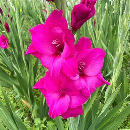 Гладиолус Thalia фото