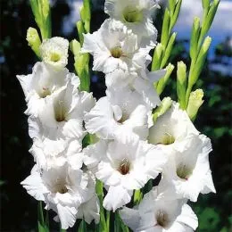 Гладиолус White Friendship фото