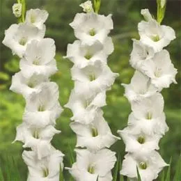 Гладиолус White Knight фото