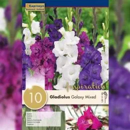 Гладиолус Galaxy Mixed Colours (Брендовые луковицы KAPITEYN®) фото