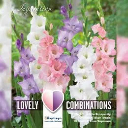Гладиолус White, Blue and Pink (Брендовые луковицы KAPITEYN®) фото