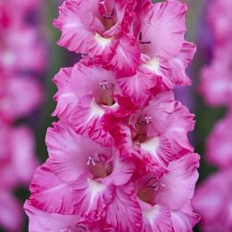 Гладиолус Violet King фото