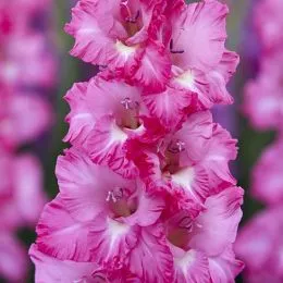 Гладиолус Violet King фото
