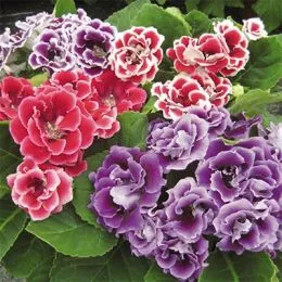 Глоксиния Brocade Mix фото
