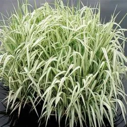 Манник большой Variegata фото
