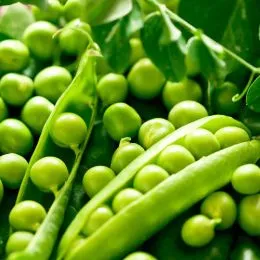 Горох Зеленая стрела фото